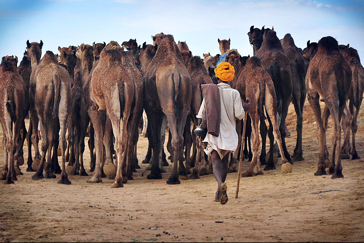 Viaje a la Feria de Pushkar