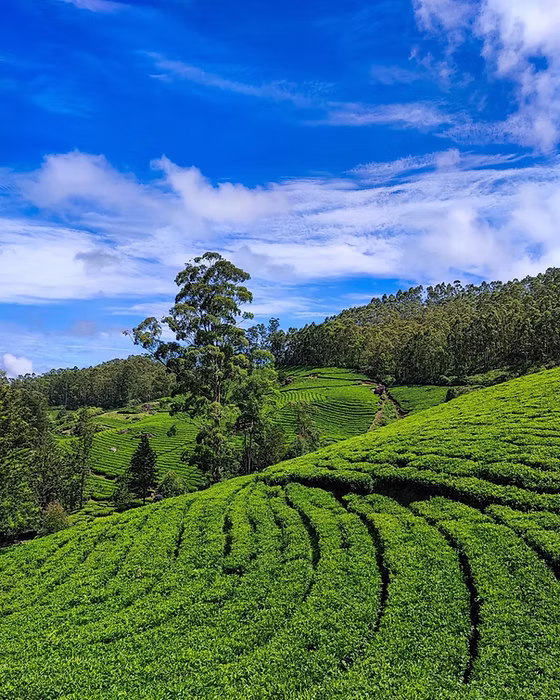 Kerala Honeymoon Tour Package
