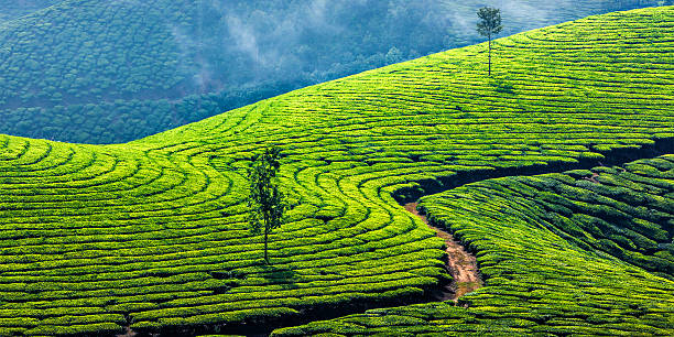 Kerala Honeymoon Tour Package